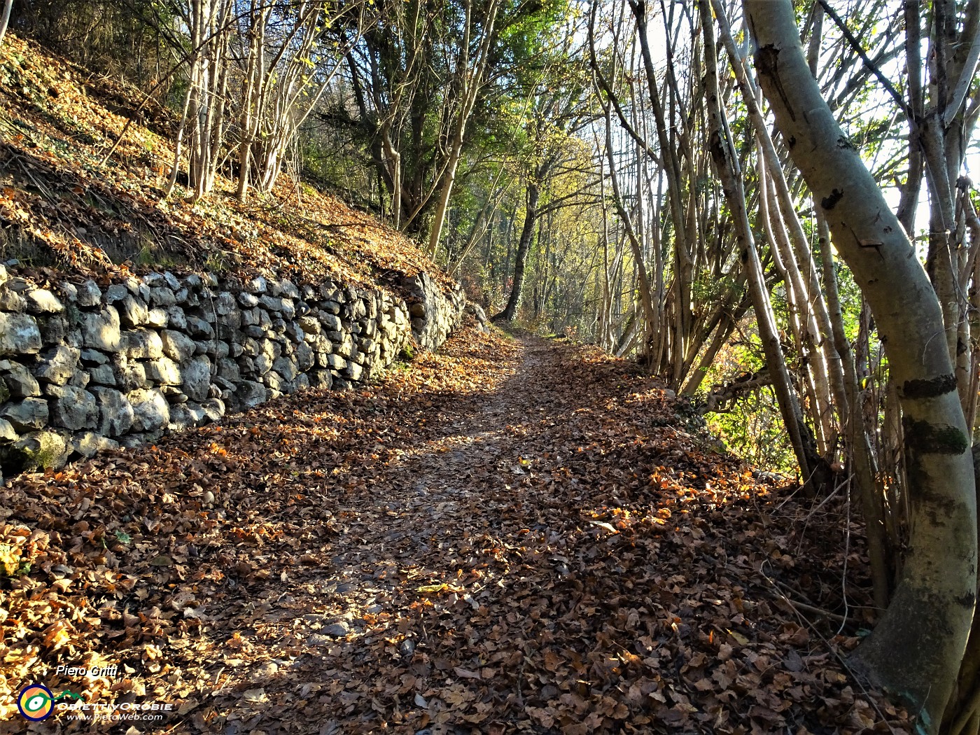 23 Muri a secco a monte, piante a valle.JPG